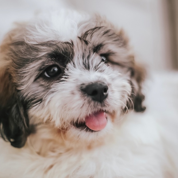 Meet your posher! Feel free to make an offer! - Picture 7 of 7